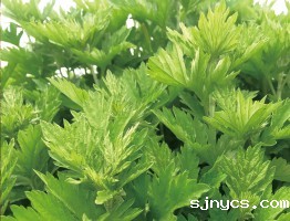 广东艾草